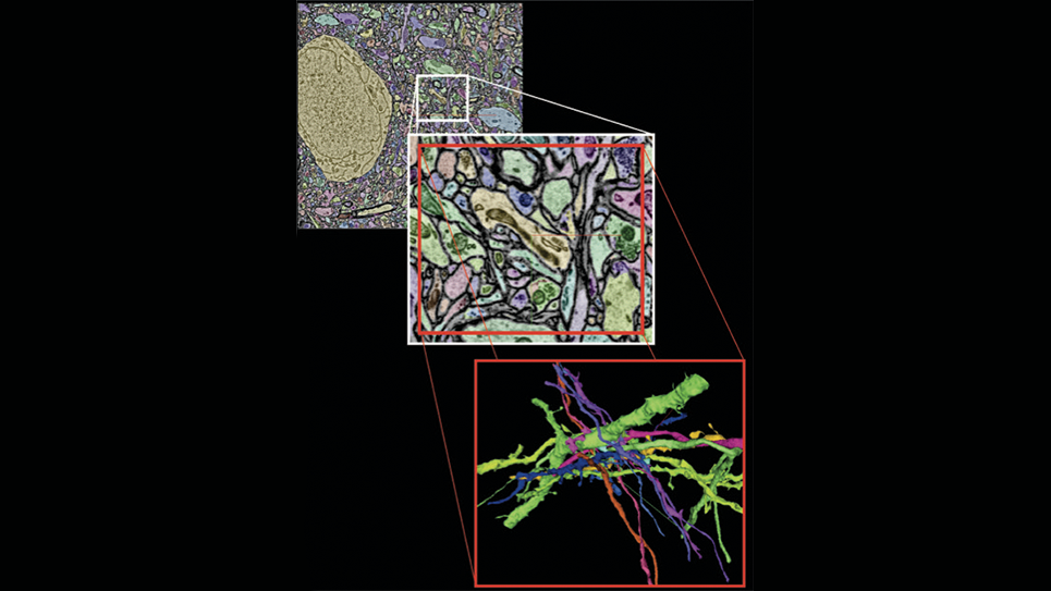 Neurons rendered from analysis of serial electron microscopy data connectomics