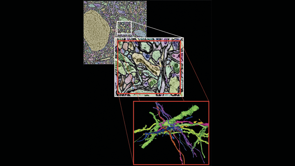 Neurons rendered through analysis of serial electron microscopy data Neurons rendered from analysis of serial electron microscopy data connectomics